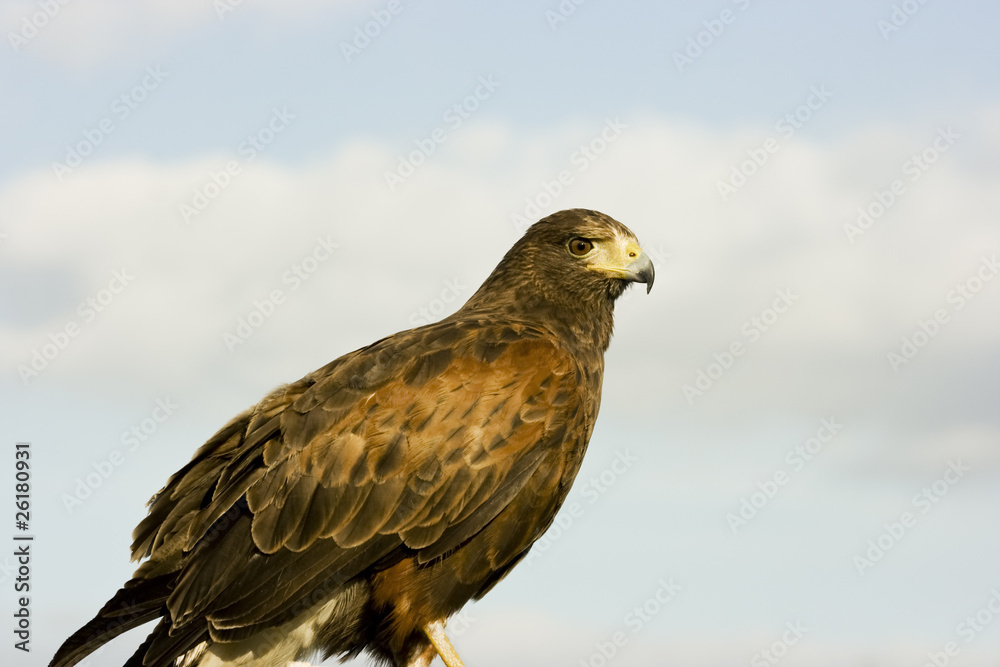 Harris Hawk Bird Of Prey. Harris Hawk Bird Of Prey.