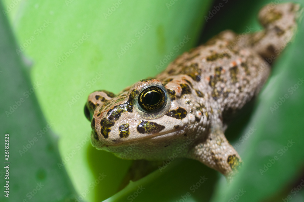 Obraz premium frog