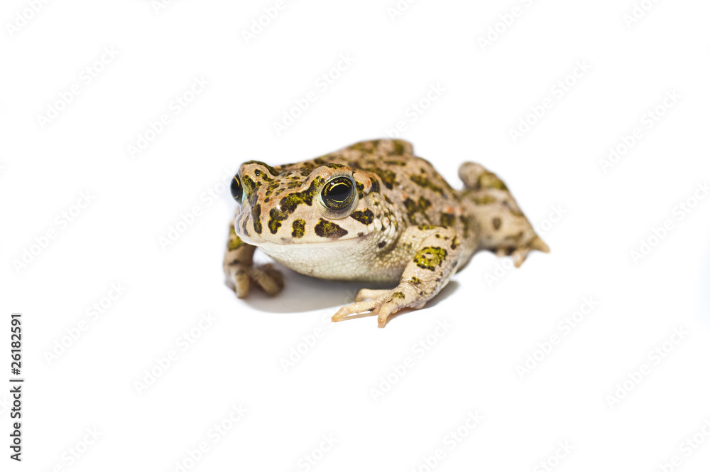 Fototapeta premium Frog