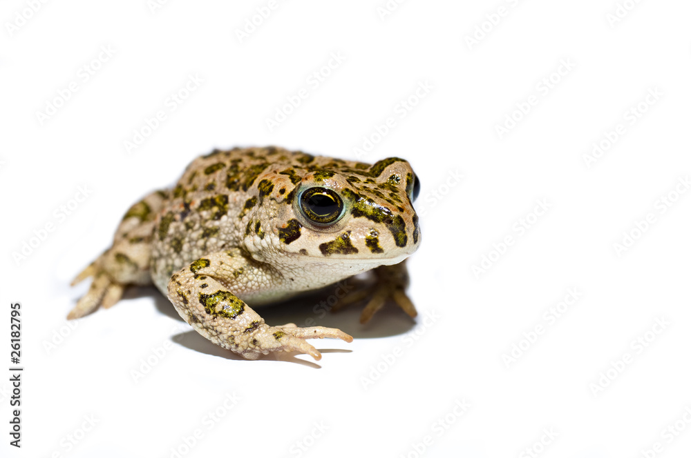 Fototapeta premium Frog