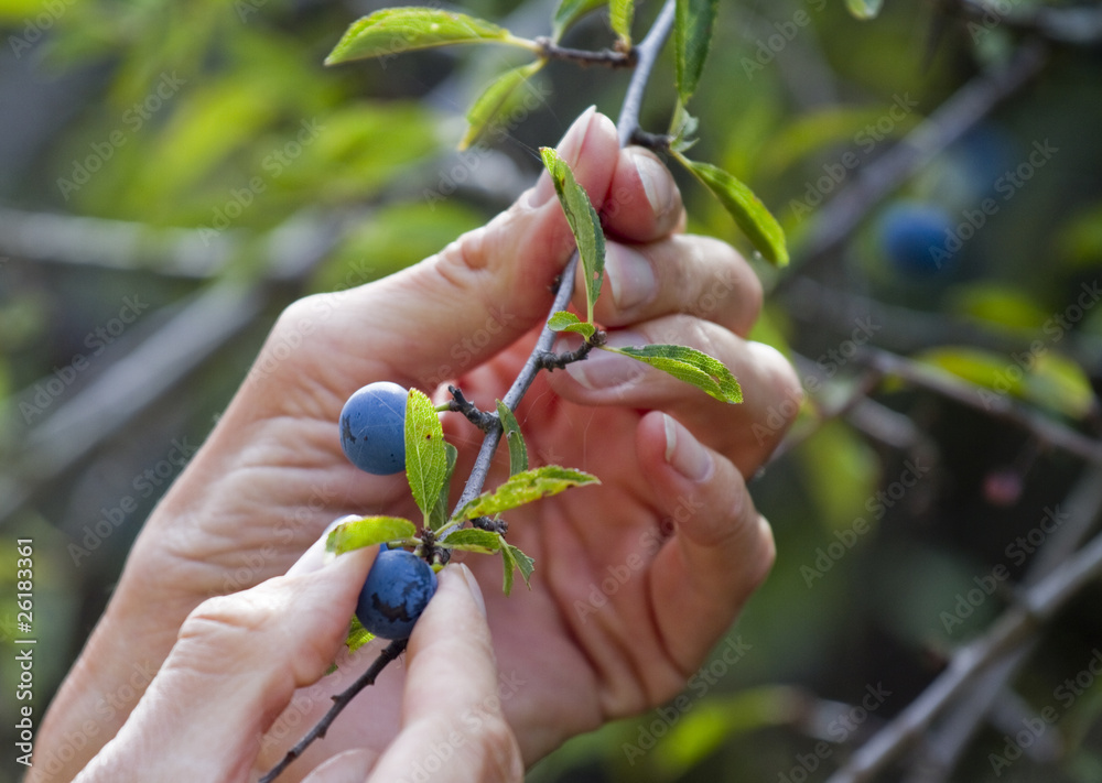Manos reogiendo los frutos de endrina Manos reogiendo los frutos de endrina