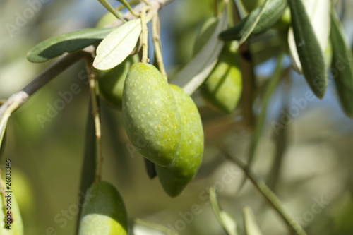 Wallpaper Mural Olives vertes Torontodigital.ca