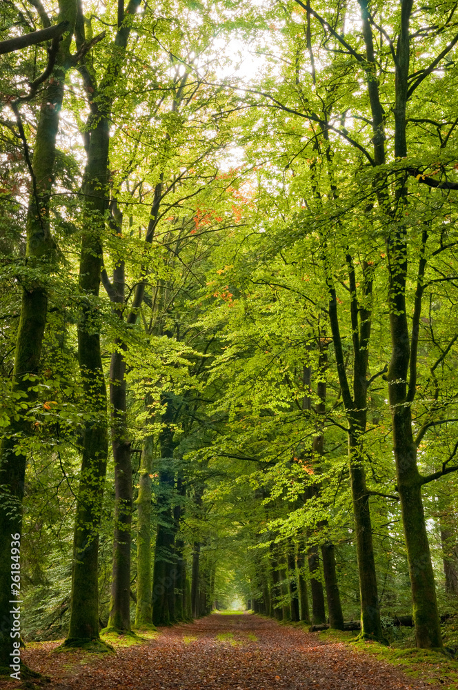 Fototapeta premium autumn colored forrest lane