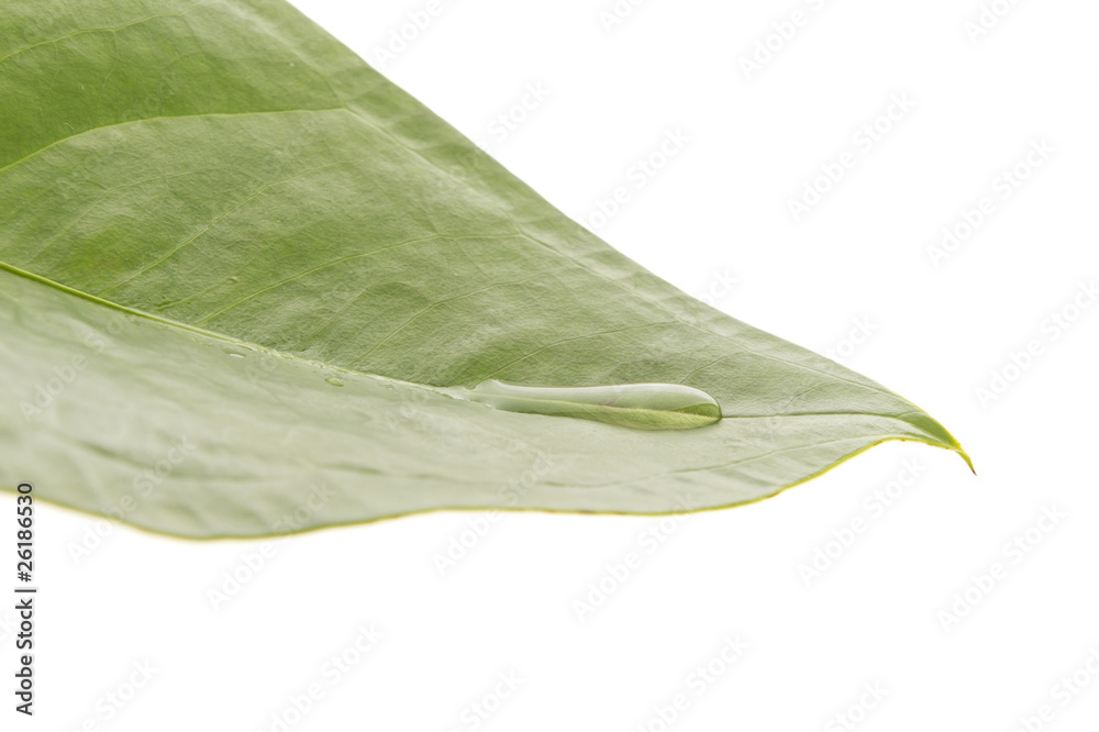 Blatt