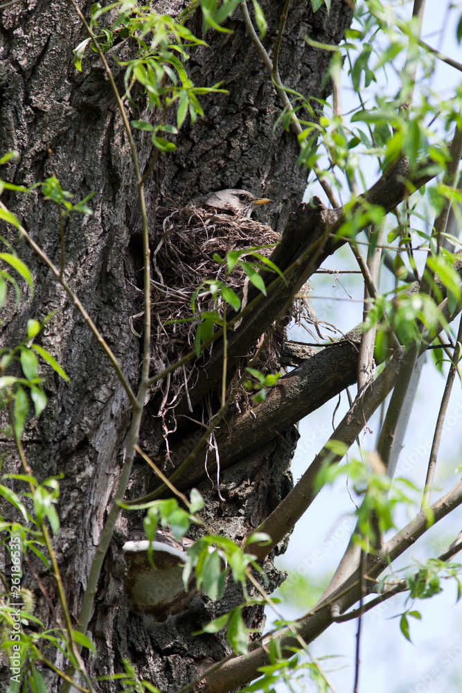 Fototapeta premium Fieldfare, Turdus pilaris