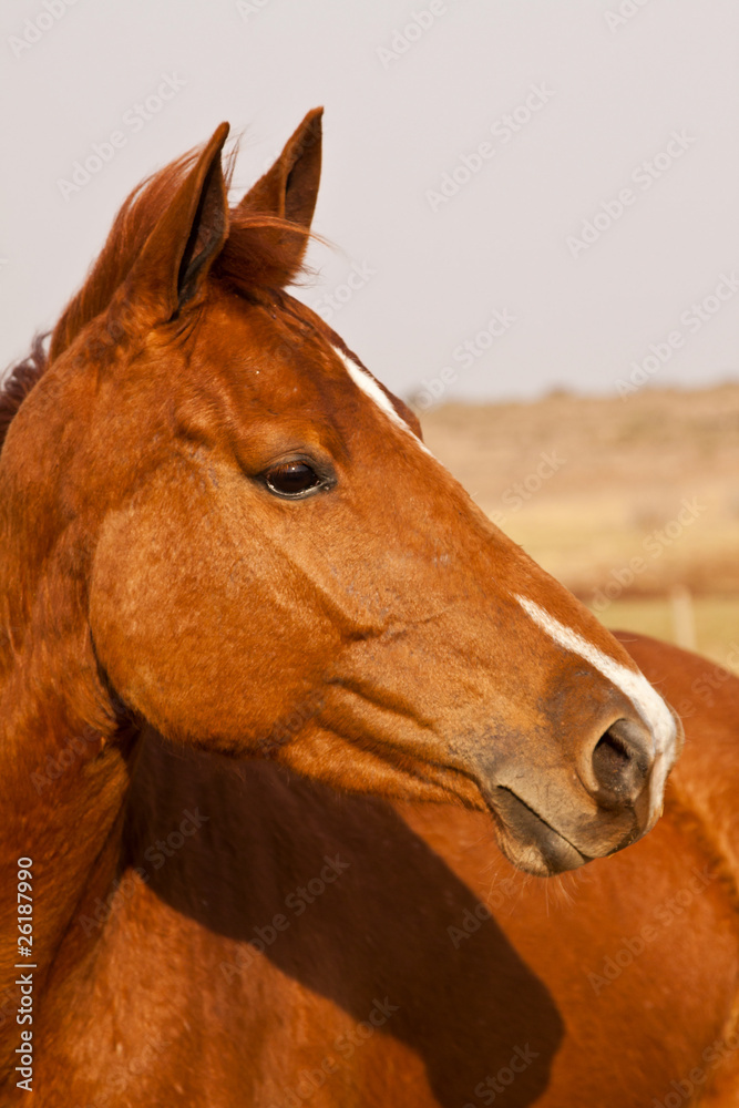 Fototapeta premium Portrait of a chestnut horse with white nose patch