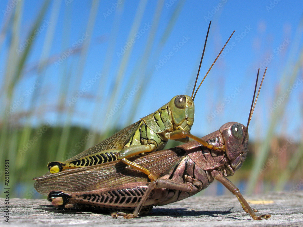 Fototapeta premium Differential Grasshoppers Mating