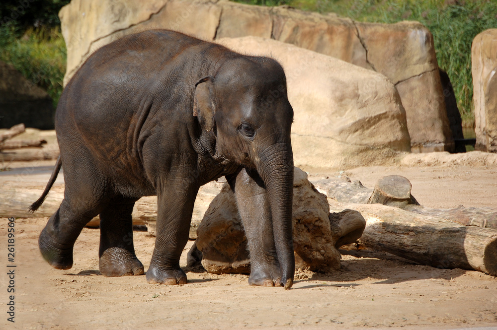 Elephant baby