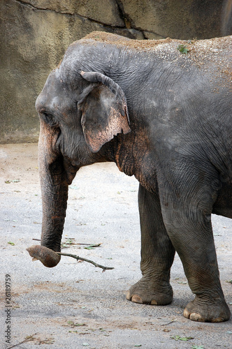 Elephant with stick in trunk