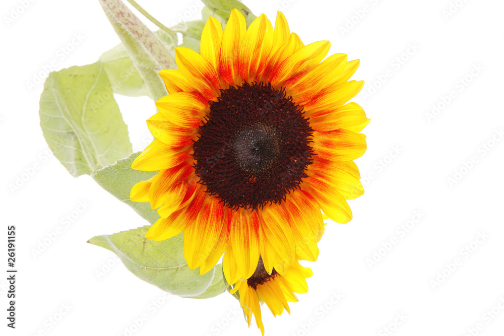 Obraz premium isolated sunflower
