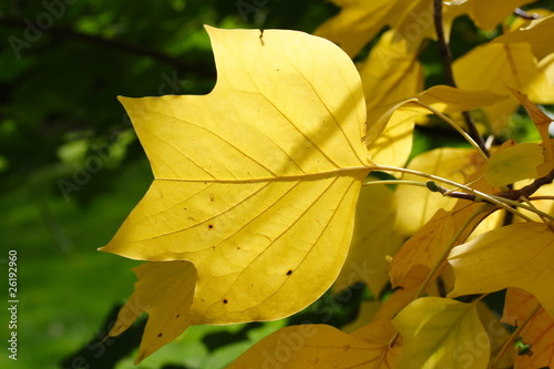 Liriodendron tulipifera | tulip tree | Tulpenbaum photo