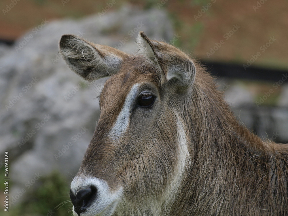 Fototapeta premium Impala