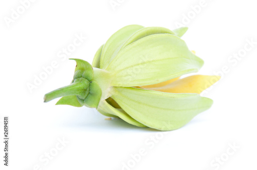 Ylang-Ylang flower on isolate background.
