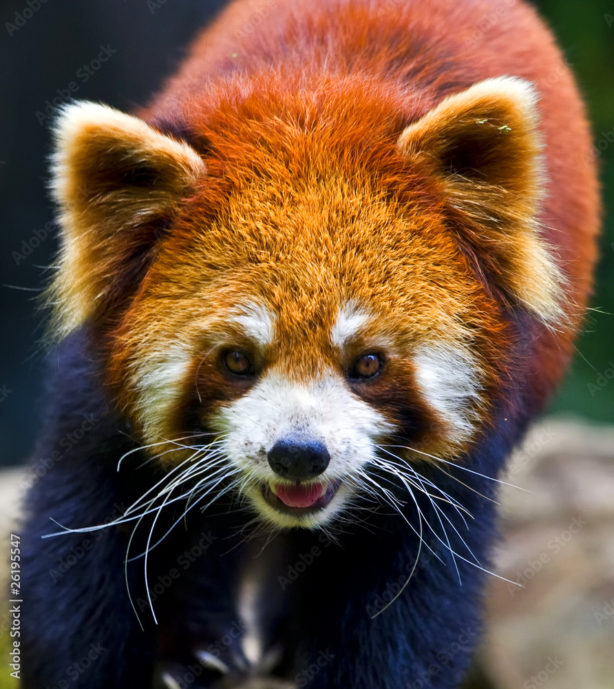 The Angry Red Panda Stock Photo | Adobe Stock