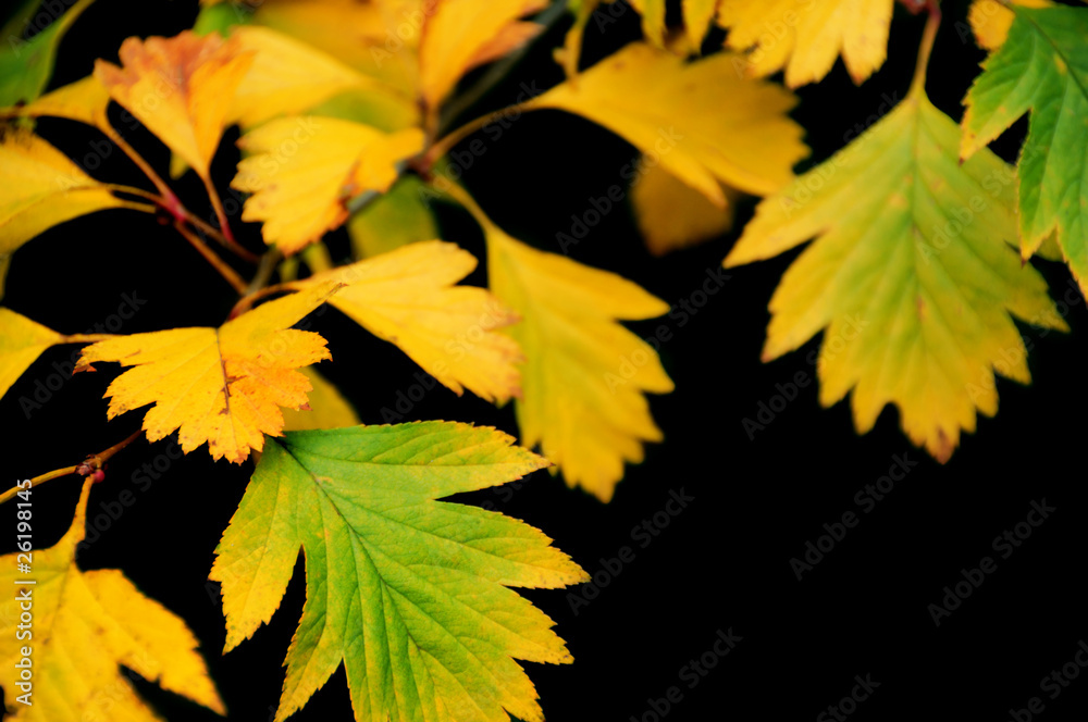 Yellow leaves on black Yellow leaves on black