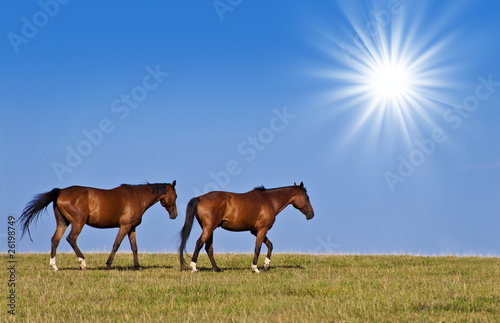 Deux chevaux dans un pré