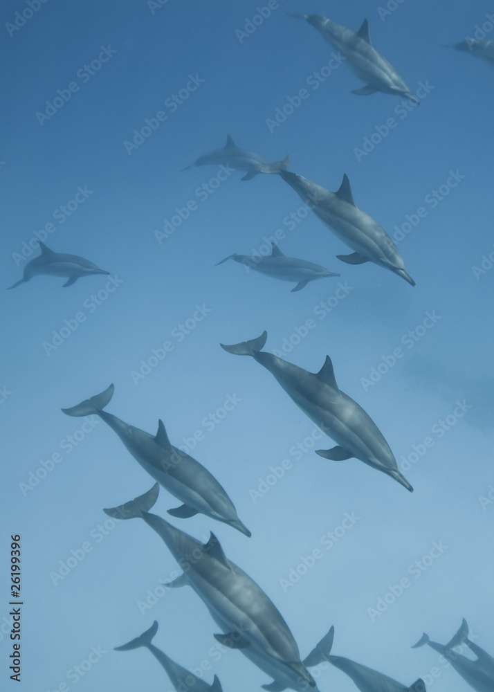 Schooling Spinner dolphins.