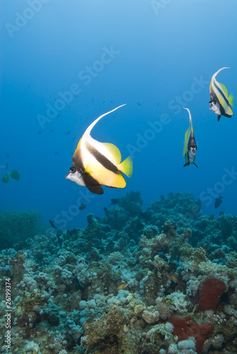 Three Red Sea Bannerfish, focus on foreground.