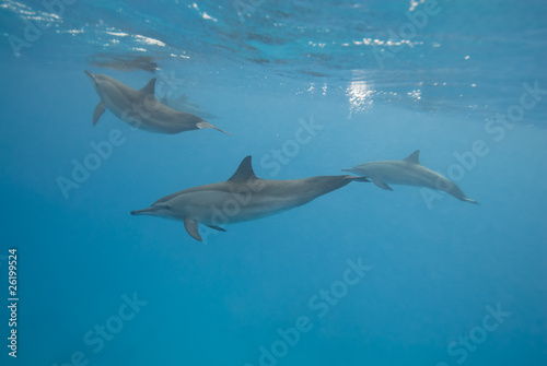 Swimming Spinner dolphins in the wild.
