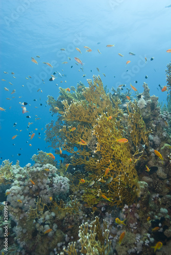 A colorful and vibrant tropical coral reef scene with Net fire c