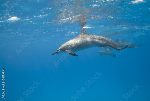 Wild Spinner dolphins.