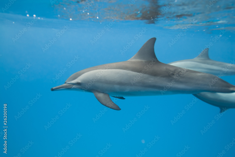 Swimming wild Spinner dolphins.