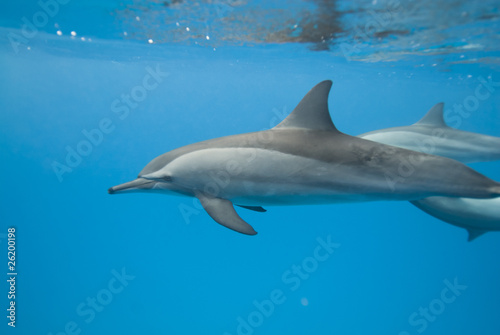Swimming wild Spinner dolphins. © caan2gobelow