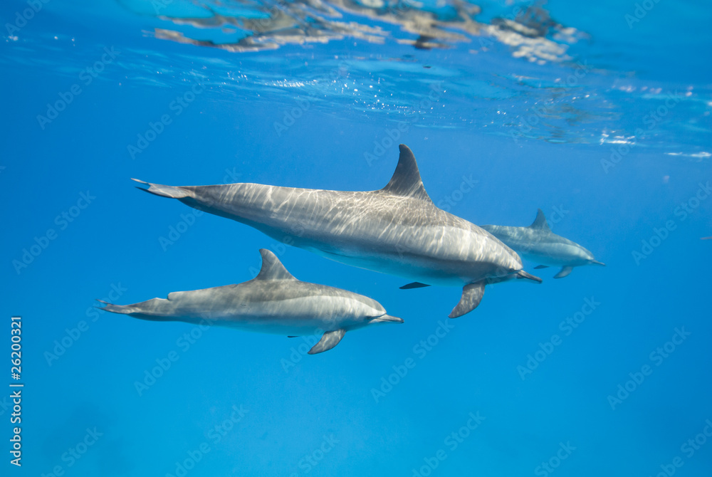 Fototapeta premium Mother and juvenile wild Spinner dolphins.