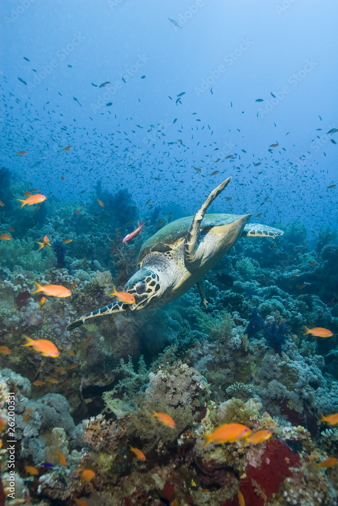 Adult male Hawksbill turtle swimming close to a tropical coral r Adult male Hawksbill turtle swimming close to a tropical coral r