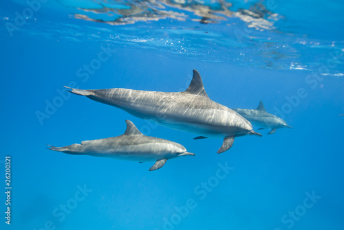 Mother and juvenile wild Spinner dolphins. © caan2gobelow