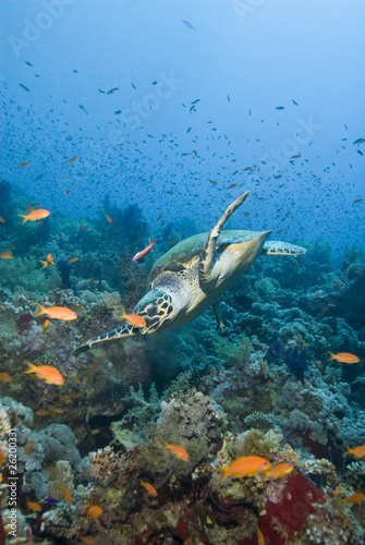Adult male Hawksbill turtle swimming close to a tropical coral r