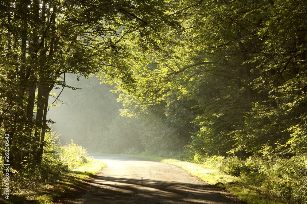 Naklejka premium Rural way through misty forest at sunrise