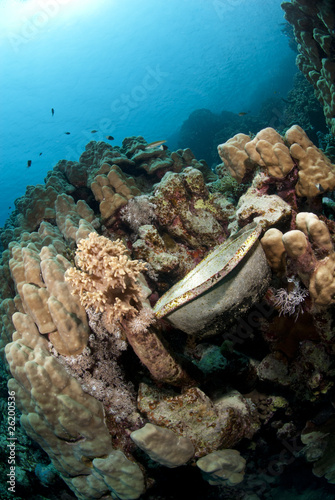 Metal bowl left underwater, resting on a tropical coral reef.