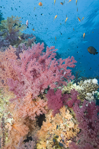 Fototapeta Naklejka Na Ścianę i Meble -  Vibrant orange and pink soft coral growing on a tropical reef.