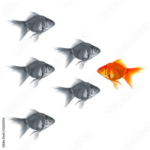 goldfish