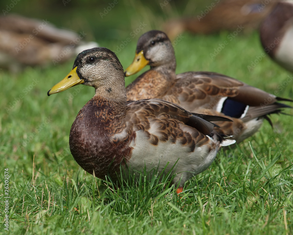 Stockente Stockente