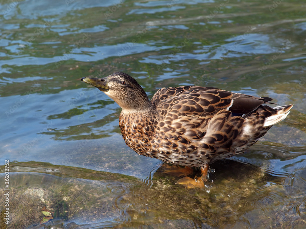 Stockente Stockente