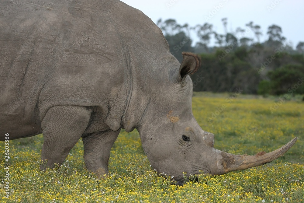 Obraz premium White Rhino