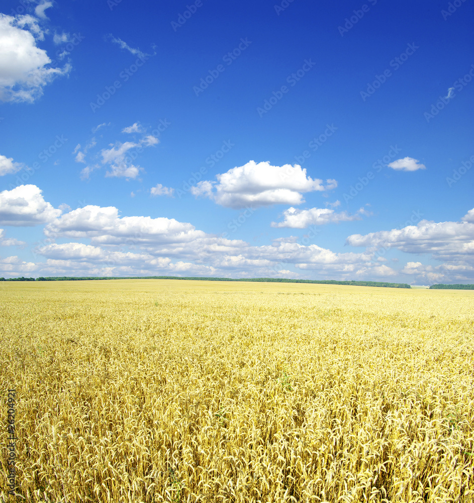 wheat field wheat field