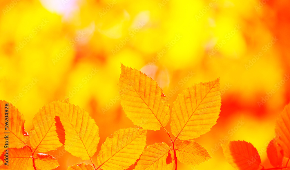 autumn leaves autumn leaves
