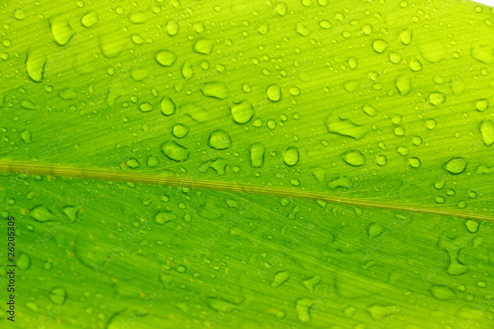 limbe de feuille verte limbe de feuille verte