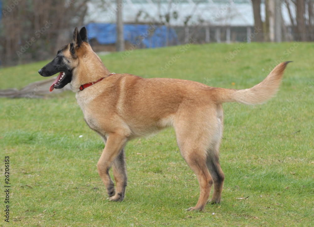 BELGA MALINOIS BELGA MALINOIS