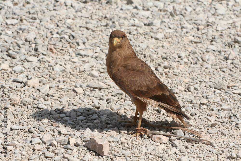 Obraz premium caracara
