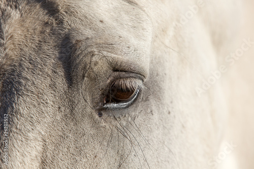 Auge eines Pferdes