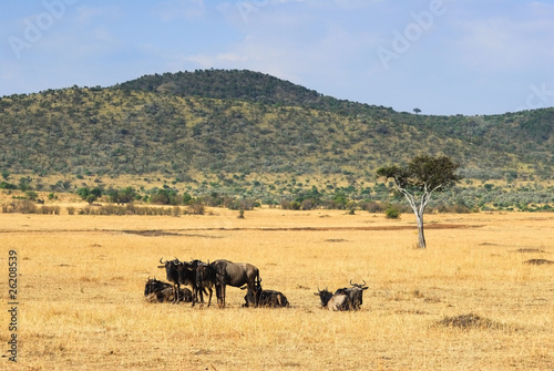 African landscape with antelope gnus