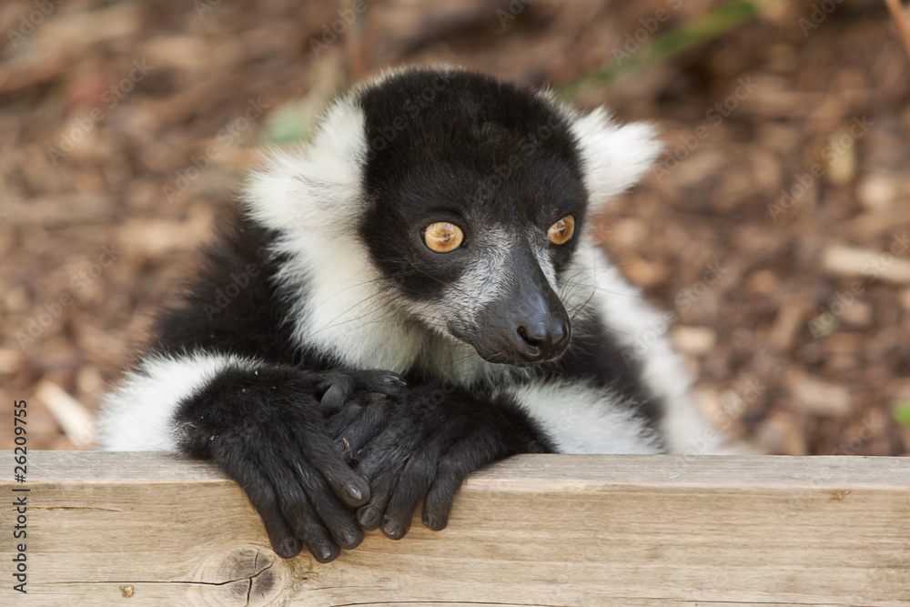 Naklejka premium Ruffed Lemur 9052