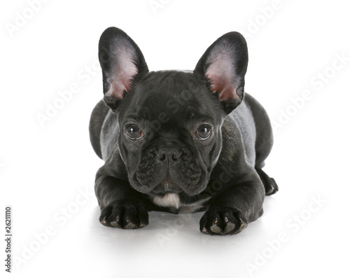 french bulldog laying down © Willee Cole