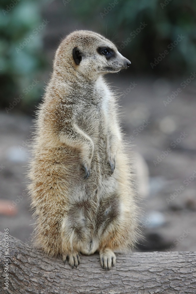 Fototapeta premium Suricate or Meerkat