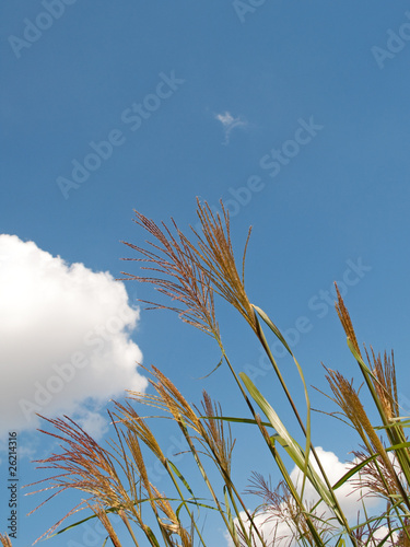 Silberfahnengras - Miscanthus sacchariflorus photo