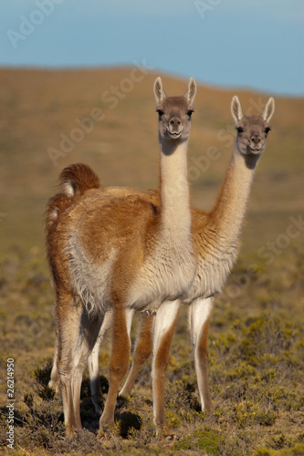 Guanacos (Lama Guanicoe) in Patagonia.
